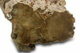 Triassic-Age Petrified Wood Log - Madagascar #378880-3